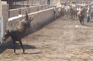 Con 377 de Tamariz “A”, Empezó la Primera Fase del Excelencia