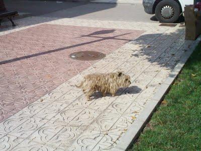 Perrete muerto de miedo en Orihuela (Alicante)‏ MUY URGENTE!!!