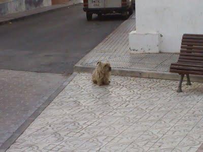 Perrete muerto de miedo en Orihuela (Alicante)‏ MUY URGENTE!!!