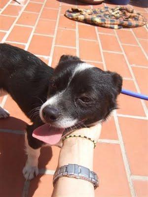 GIANNI, PERRITO FALDERO SUPER CARIÑOSO DE SOLO 5 KILOS LLENO DE MORDEDURAS