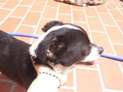 GIANNI, PERRITO FALDERO SUPER CARIÑOSO DE SOLO 5 KILOS LLENO DE MORDEDURAS