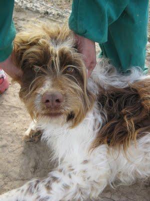 SOS CUENCA SACRIFICIO INMEDIATO MUCHOS GALGUITOS Y 2 MESTIZOS