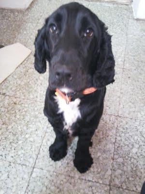 Cocker Fernando‏, SU DUEÑO SE VA Y ÉL CON PELIGRO DE ACABAR EN LA PERRERA