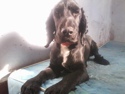 Cocker Fernando‏, SU DUEÑO SE VA Y ÉL CON PELIGRO DE ACABAR EN LA PERRERA