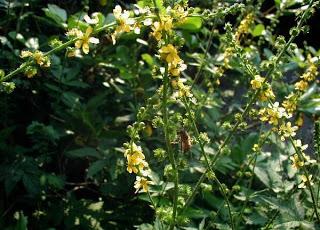 Agrimony/ Agrimonia