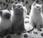 Curiosidades animales