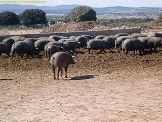 Guijuelo fabrica BEHER/ギフエロ　生ハム工場