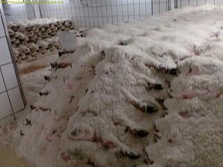 Guijuelo fabrica BEHER/ギフエロ　生ハム工場