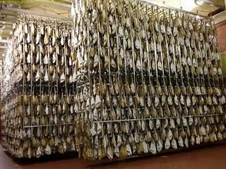 Guijuelo fabrica BEHER/ギフエロ　生ハム工場