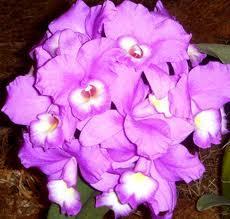 Costa Rica, Flor Nacional