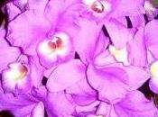 Costa Rica, Flor Nacional