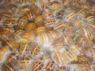 Como preparar y cocer caracoles