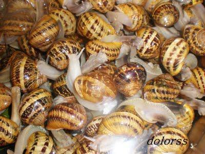 Como preparar y cocer caracoles