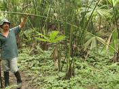 fino sombrero Manabí