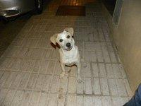 Tristan se merece algo más que vivir en la calle, ES MUY URGENTE ACOGIDA O ADOPCIÓN!!