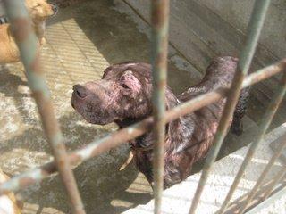 Braco en perrera con sarna. URGENTE