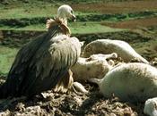 verdad sobre buitres asesinos