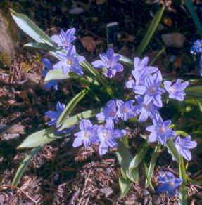 Las CHIONODOXAS