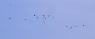 Máximo de zarapitos y migración de correlimos tridáctilo