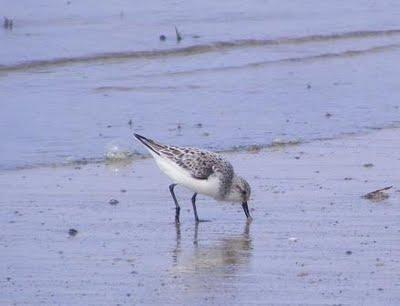 Máximo de zarapitos y migración de correlimos tridáctilo
