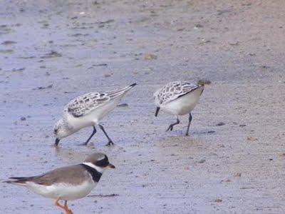 Máximo de zarapitos y migración de correlimos tridáctilo