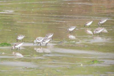 Máximo de zarapitos y migración de correlimos tridáctilo