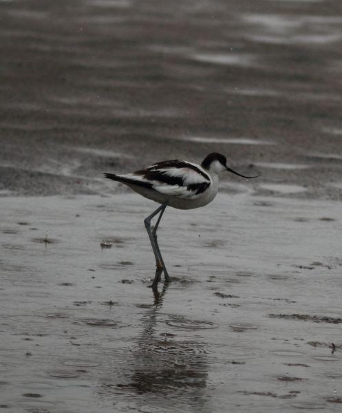 DELTA DEL EBRO Y COSTA DE CAMBRILS 1º DIA DE ABRIL 2011