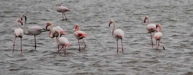 DELTA DEL EBRO Y COSTA DE CAMBRILS 1º DIA DE ABRIL 2011