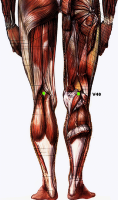 La curiosa parte posterior de la rodilla