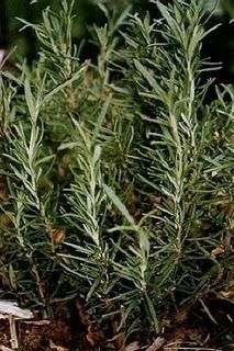 Romero relaja los nervios es antiespasmodica y elimina parasitos