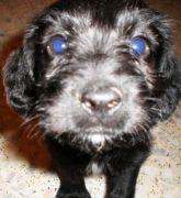 Lea cachorrita abandonada en una caja de zapatos. (Granada)