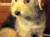 SACRIFICAN!! necesita acogida adopción. urgente favor.