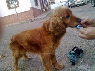 COCKY, EN LA CALLE Y CON DOLORES, URGENTE!