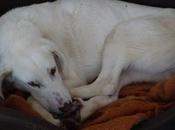Bianca, preciosa mastina blanca abandonada perrera, urgente