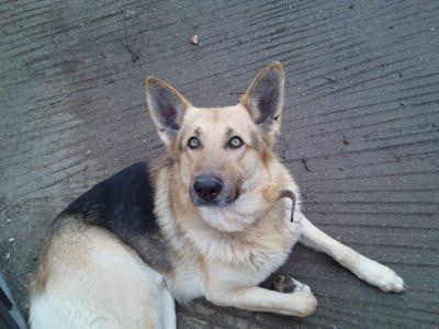 LOS MATARÁN SI NO ENCONTRAMOS PRONTO ADOPTANTE PARA ELLOS, URGENTE!!