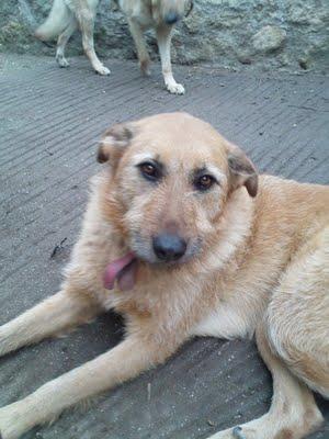 LOS MATARÁN SI NO ENCONTRAMOS PRONTO ADOPTANTE PARA ELLOS, URGENTE!!