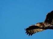 Implantan emisores satélite pollos halcón para estudiar ecología