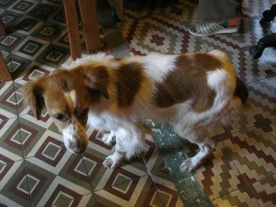 Lucas ha conocido el infierno ahora quiere conocer el cielo de un hogar