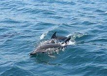 Doñana cataloga más de 400 delfines comunes en la Bahía de Algeciras