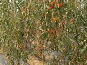 Mikel News: Diario Sahara. Parte