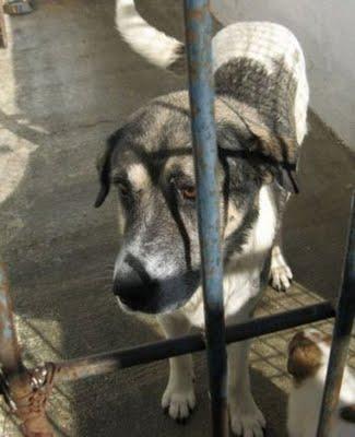 URGENTE !!!!! Mastina sera sacrificada cuando deje de amamantar.