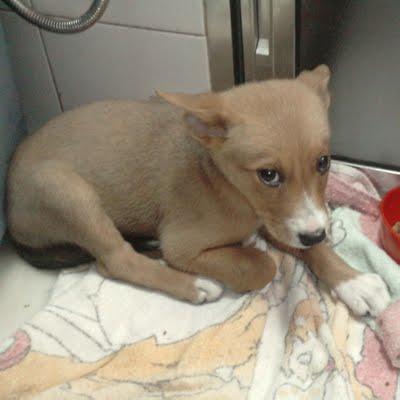 MAYA, ATROPELLADA POR SUS PROPIOS DUEÑOS, QUE QUERÍAN SACRIFICARLA - Arca Noé Córdoba