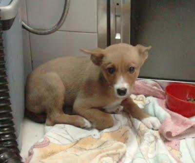 MAYA, ATROPELLADA POR SUS PROPIOS DUEÑOS, QUE QUERÍAN SACRIFICARLA - Arca Noé Córdoba