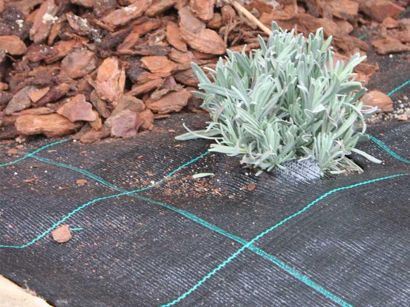 Jardín de mínimo mantenimiento