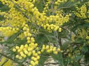 primavera comienza color amarillo