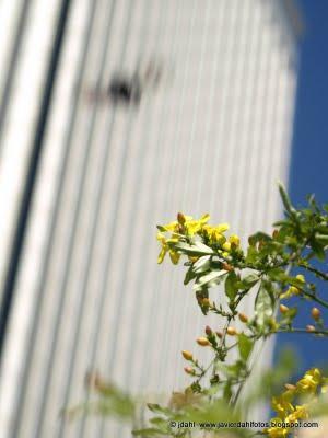 Safari fotográfico por la zona de Azca (Madrid) por Javier Dahl