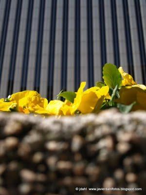 Safari fotográfico por la zona de Azca (Madrid) por Javier Dahl