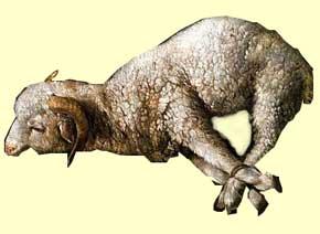 Sangre del Cordero, redención, y bautismo