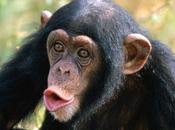 Chimpancés hablan, mienten hacen poesias