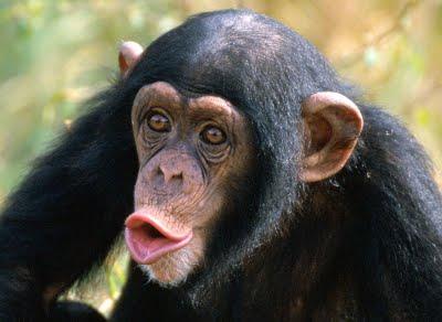 CHIMPANCÉS HABLAN, MIENTEN Y HACEN POESIAS